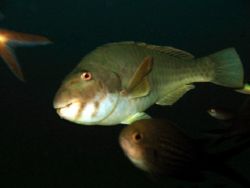 A very curios Parot Fish by Christopher Cocks 